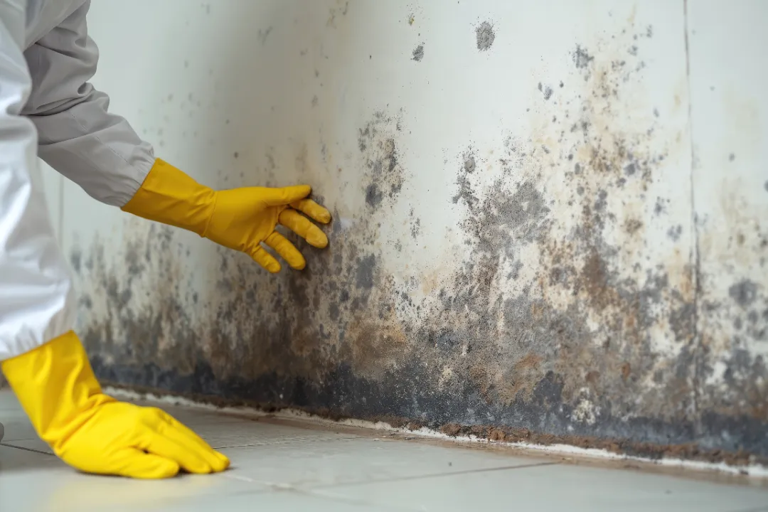 Building Inspections Kew